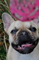 Picture of French Bulldog