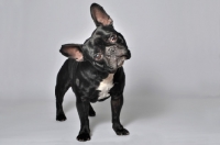 Picture of French Bulldog