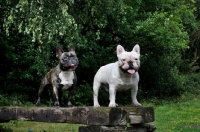 Picture of French Bulldog