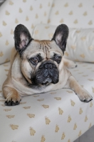 Picture of French Bulldog