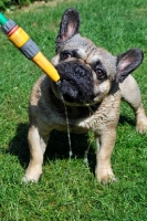 Picture of French Bulldog