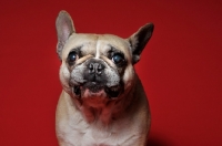 Picture of French Bulldog