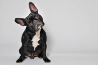 Picture of French Bulldog