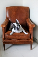 Picture of French Bulldog