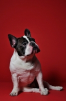 Picture of French Bulldog