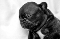 Picture of French Bulldog