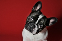 Picture of French Bulldog