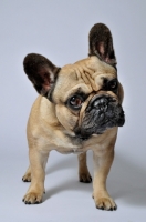 Picture of French Bulldog