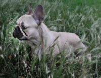 Picture of French Bulldog