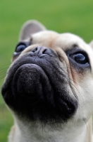 Picture of French Bulldog