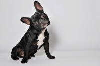 Picture of French Bulldog