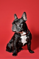 Picture of French Bulldog