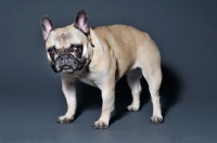 Picture of French Bulldog