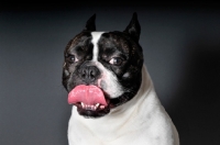 Picture of French Bulldog