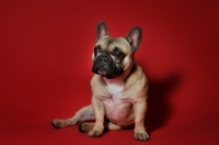 Picture of French Bulldog