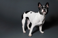 Picture of French Bulldog