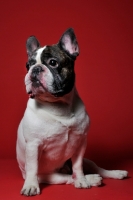 Picture of French Bulldog