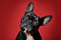 Picture of French Bulldog