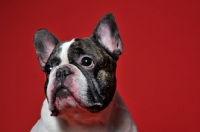 Picture of French Bulldog