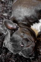 Picture of French Bulldog