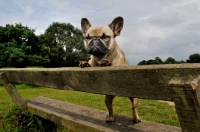 Picture of French Bulldog