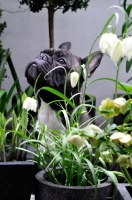 Picture of French Bulldog