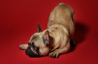 Picture of French Bulldog