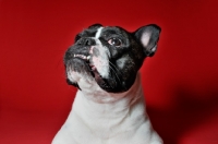 Picture of French Bulldog