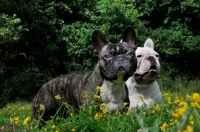 Picture of French Bulldog