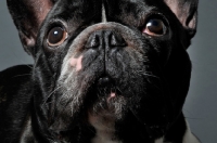 Picture of French Bulldog