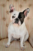 Picture of French Bulldog