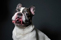 Picture of French Bulldog