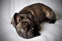 Picture of French Bulldog