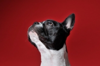 Picture of French Bulldog