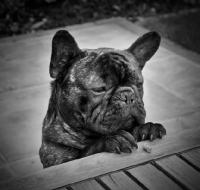 Picture of French Bulldog