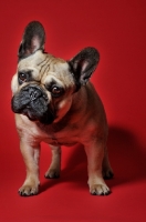 Picture of French Bulldog