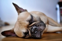 Picture of French Bulldog