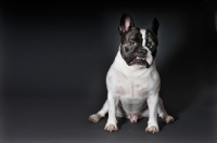 Picture of French Bulldog