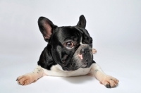 Picture of French Bulldog