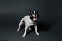 Picture of French Bulldog