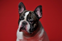 Picture of French Bulldog