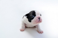 Picture of French Bulldog