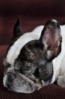 Picture of French Bulldog