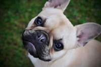 Picture of French Bulldog