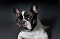 Picture of French Bulldog