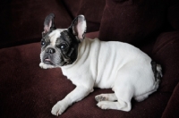 Picture of French Bulldog