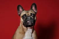 Picture of French Bulldog