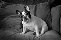 Picture of French Bulldog