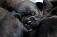 Picture of French Bulldog