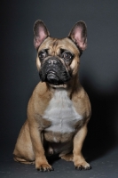 Picture of French Bulldog